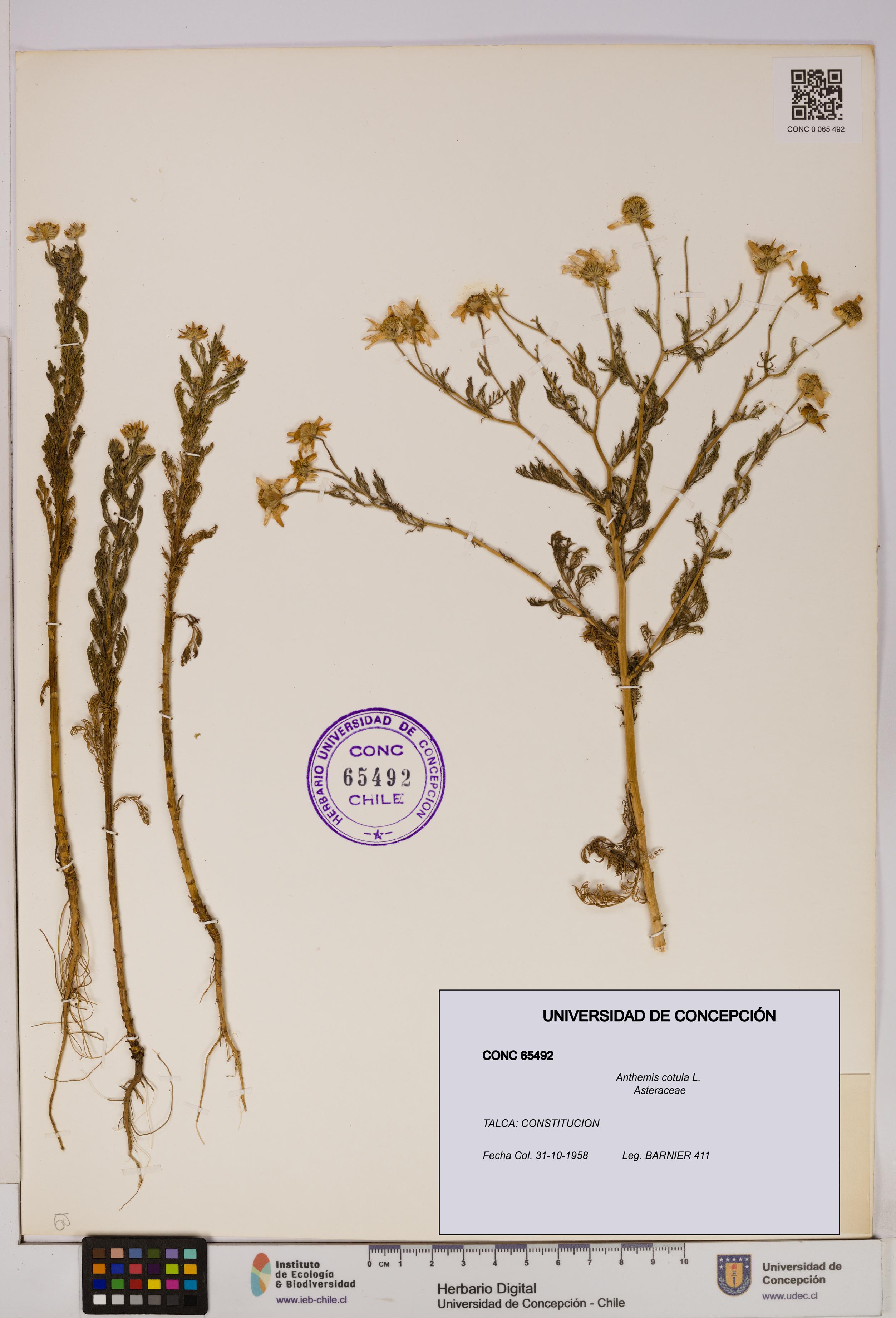Anthemis cotula [Espécimen: UDEC:CONC:0065492]