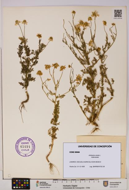 Anthemis cotula [Espécimen: UDEC:CONC:0065494]