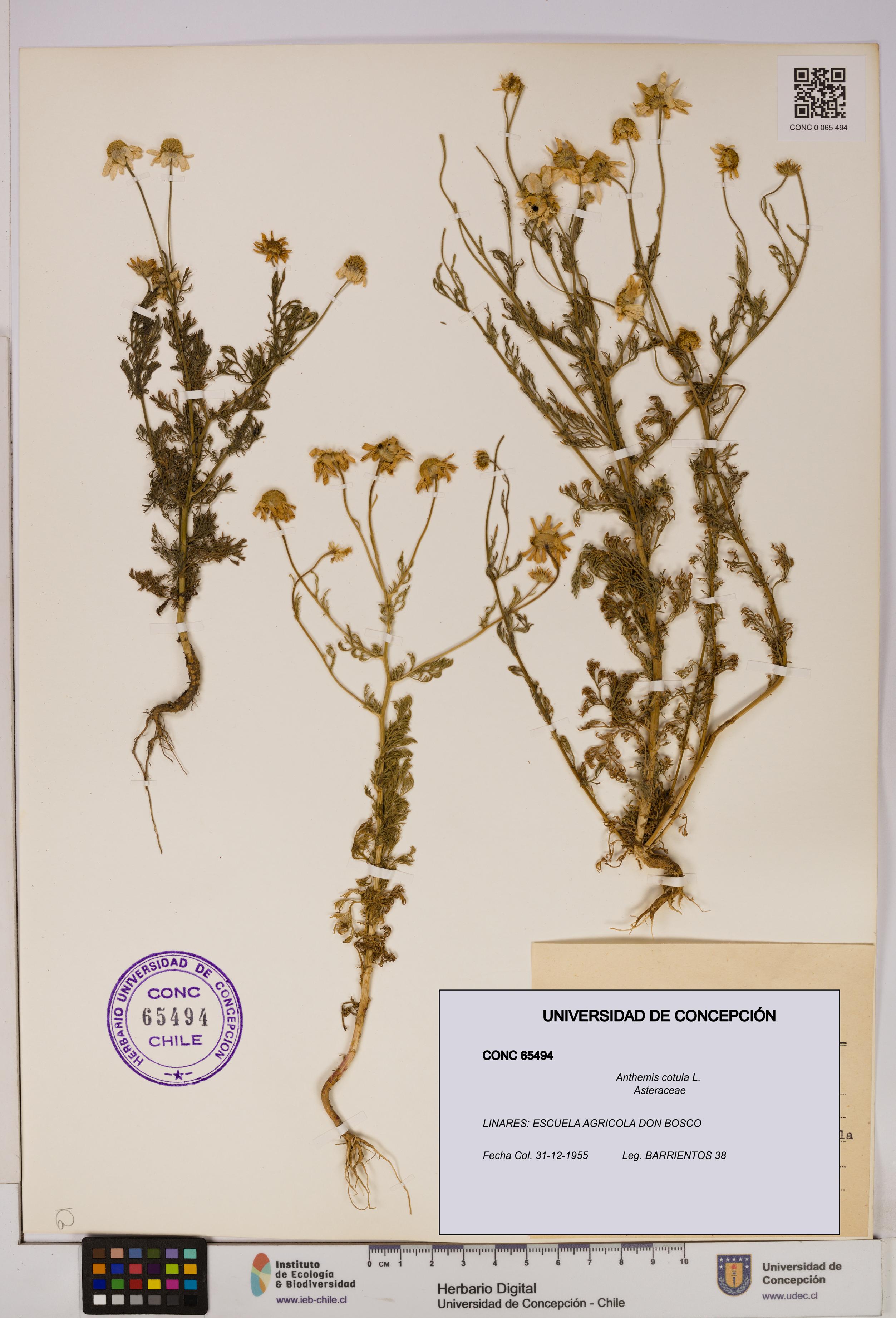 Anthemis cotula [Espécimen: UDEC:CONC:0065494]