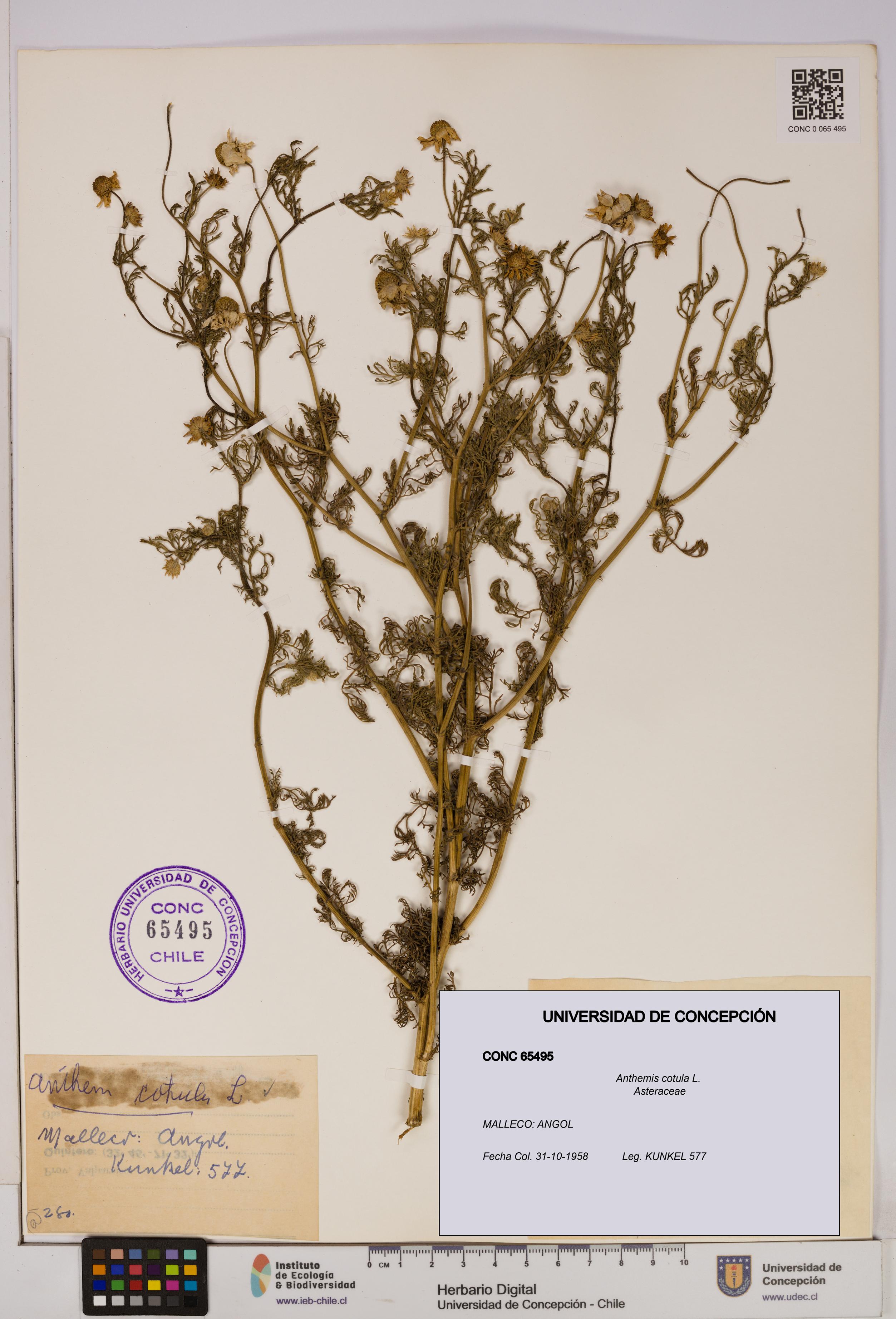 Anthemis cotula [Espécimen: UDEC:CONC:0065495]