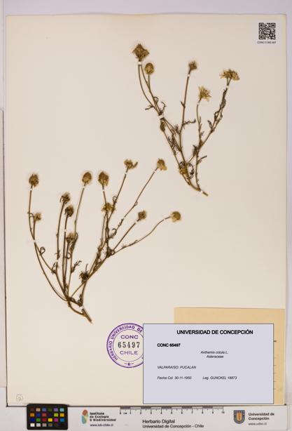 Anthemis cotula [Espécimen: UDEC:CONC:0065497]