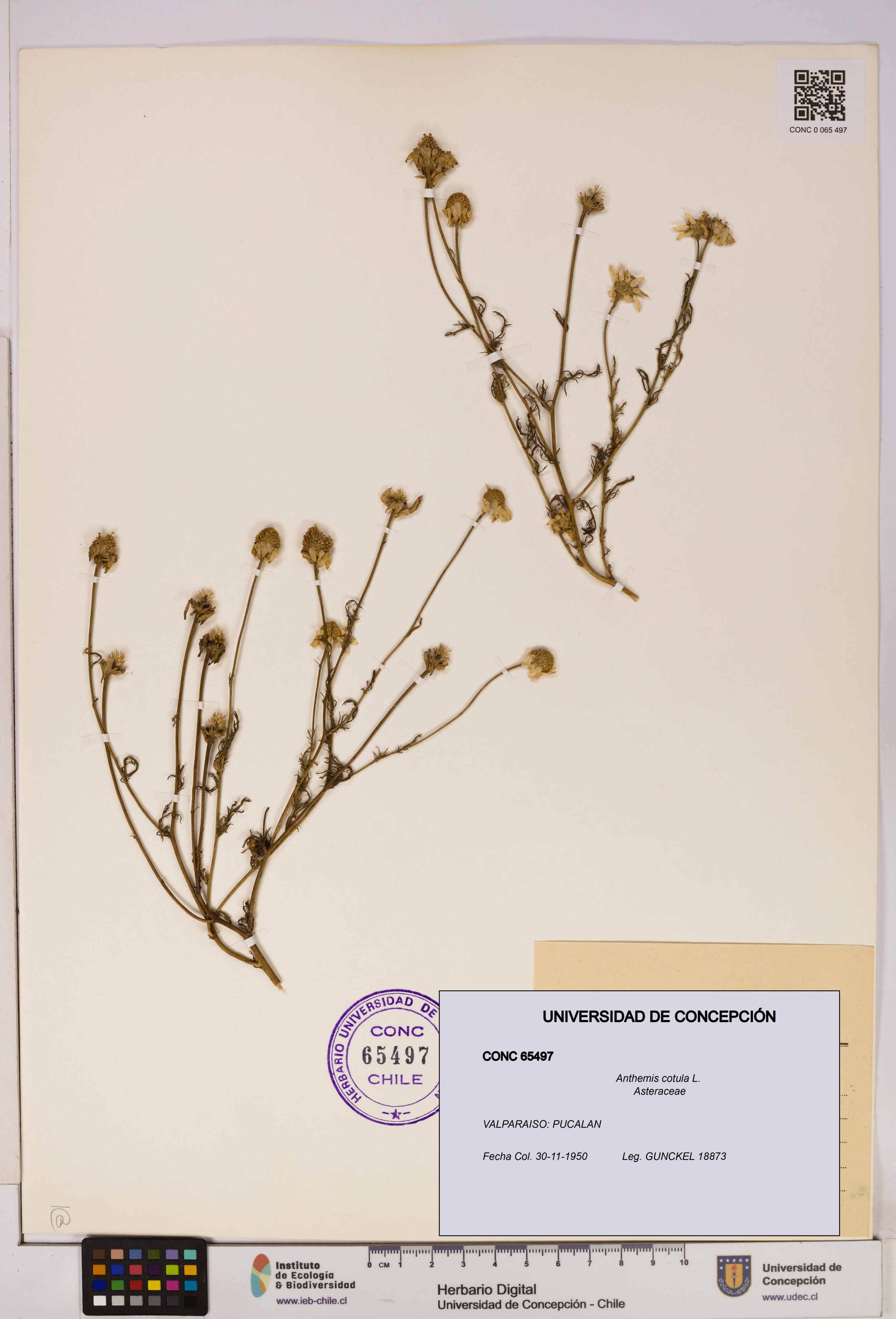 Anthemis cotula [Espécimen: UDEC:CONC:0065497]
