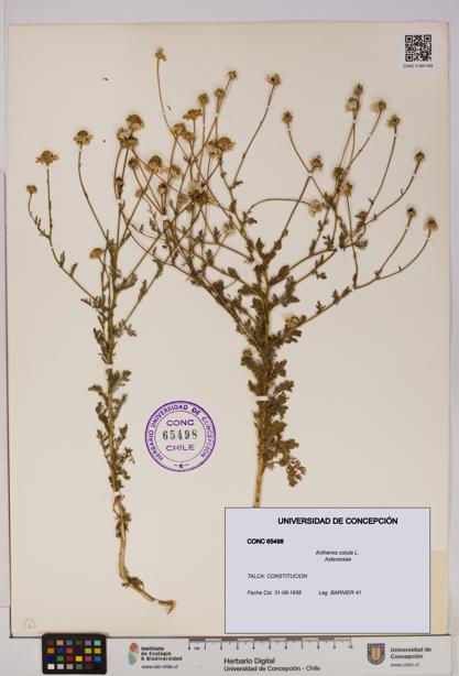 Anthemis cotula [Espécimen: UDEC:CONC:0065498]