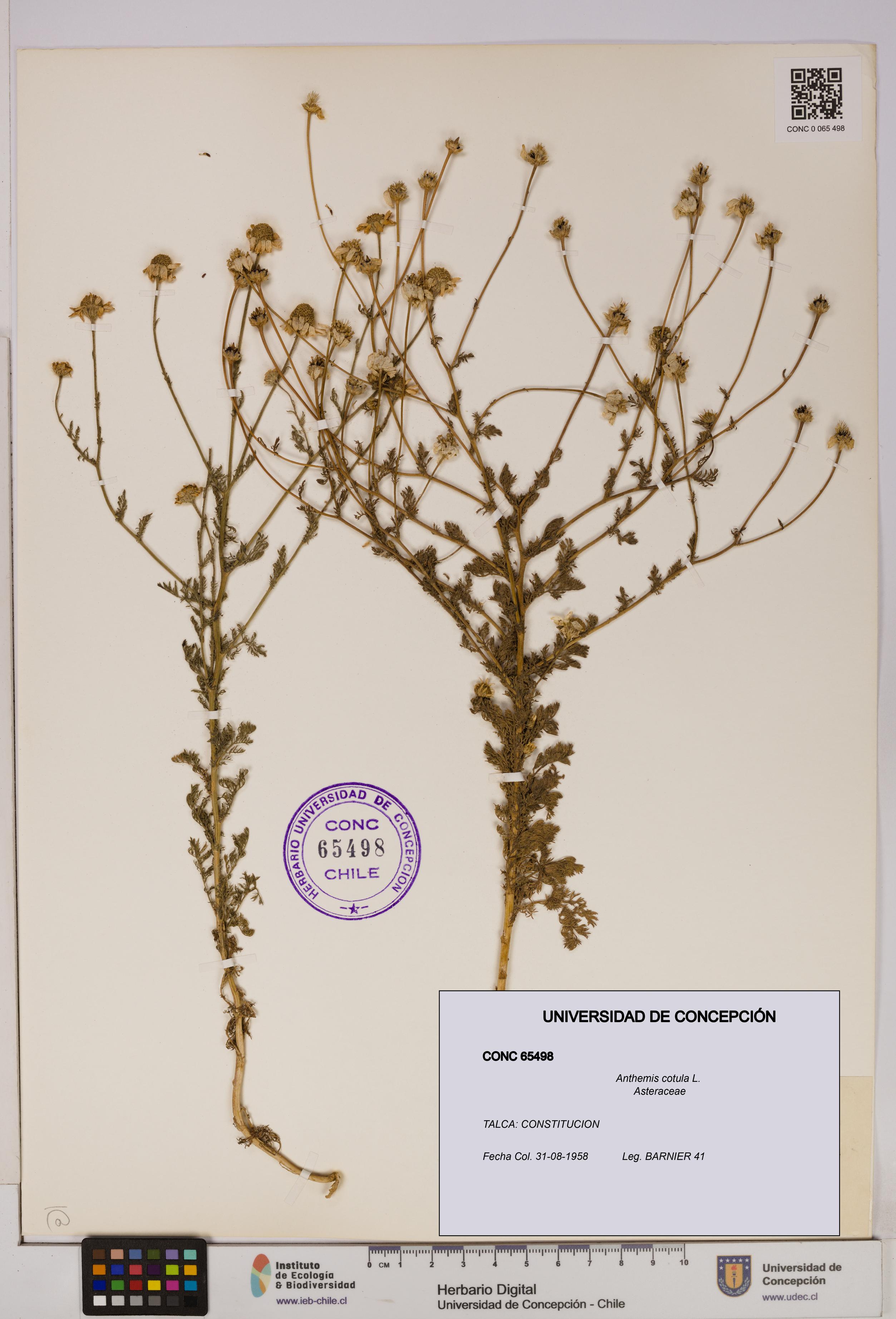 Anthemis cotula [Espécimen: UDEC:CONC:0065498]