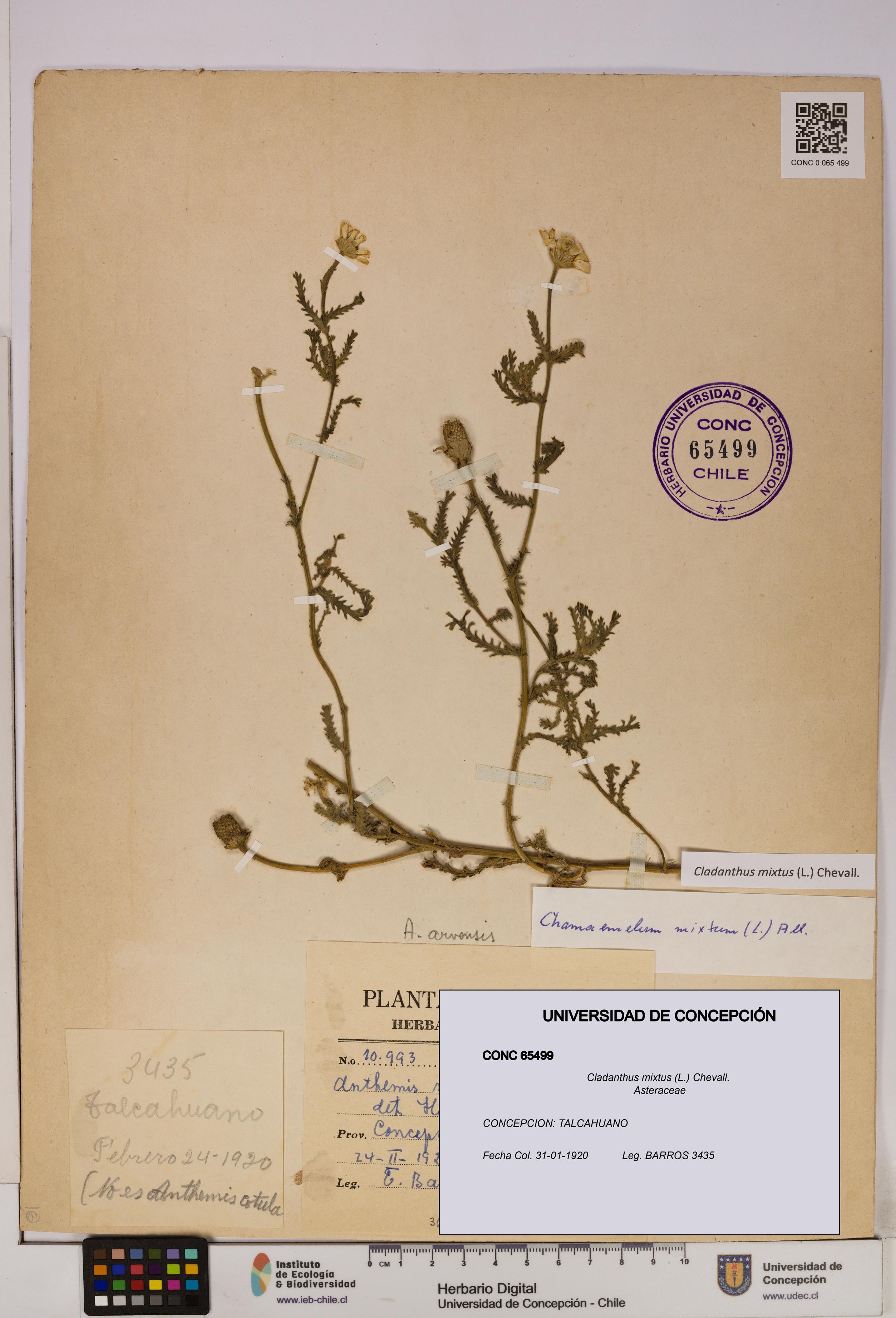 Cladanthus mixtus [Espécimen: UDEC:CONC:0065499]