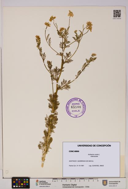 Anthemis cotula [Espécimen: UDEC:CONC:0065500]