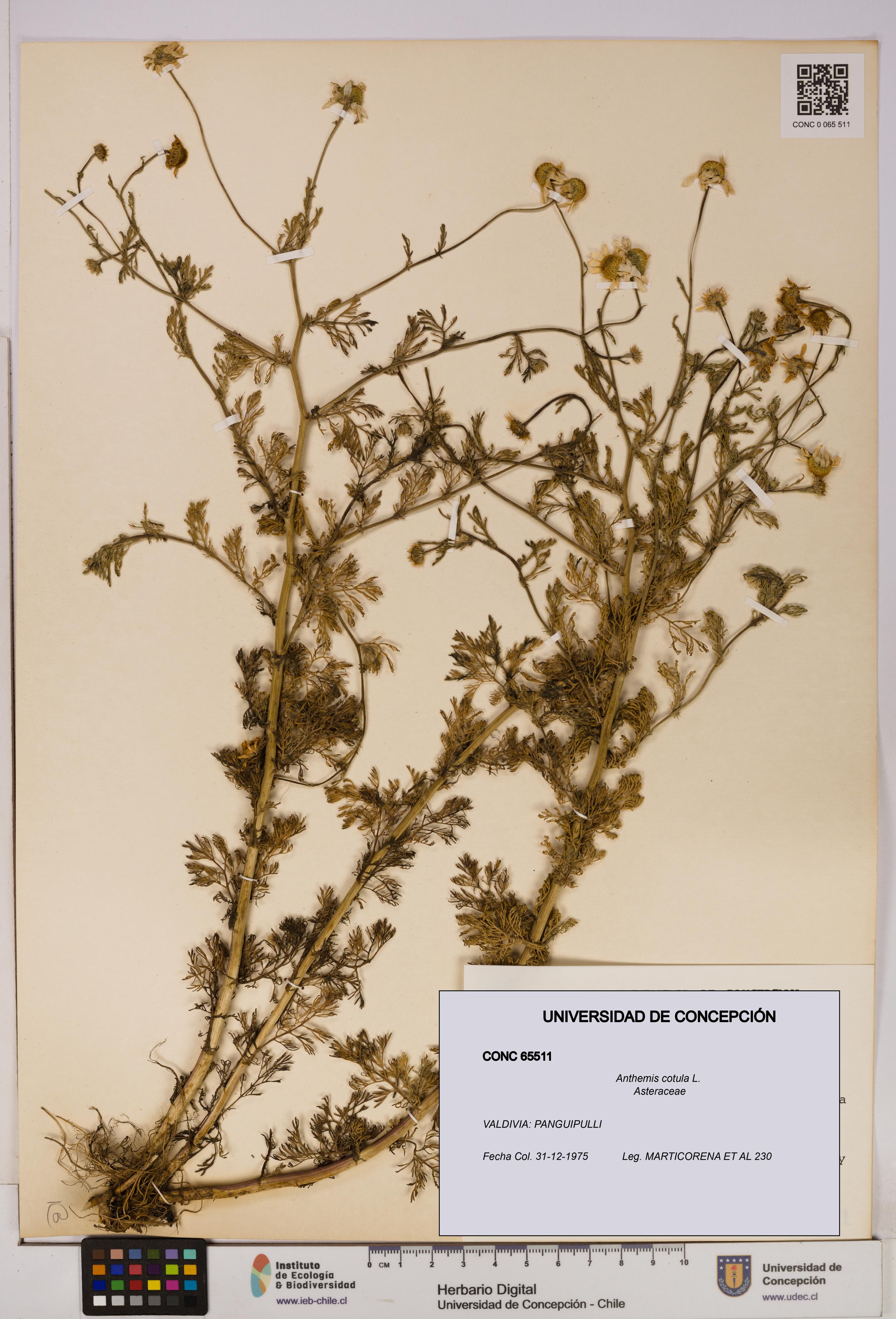 Anthemis cotula [Espécimen: UDEC:CONC:0065511]