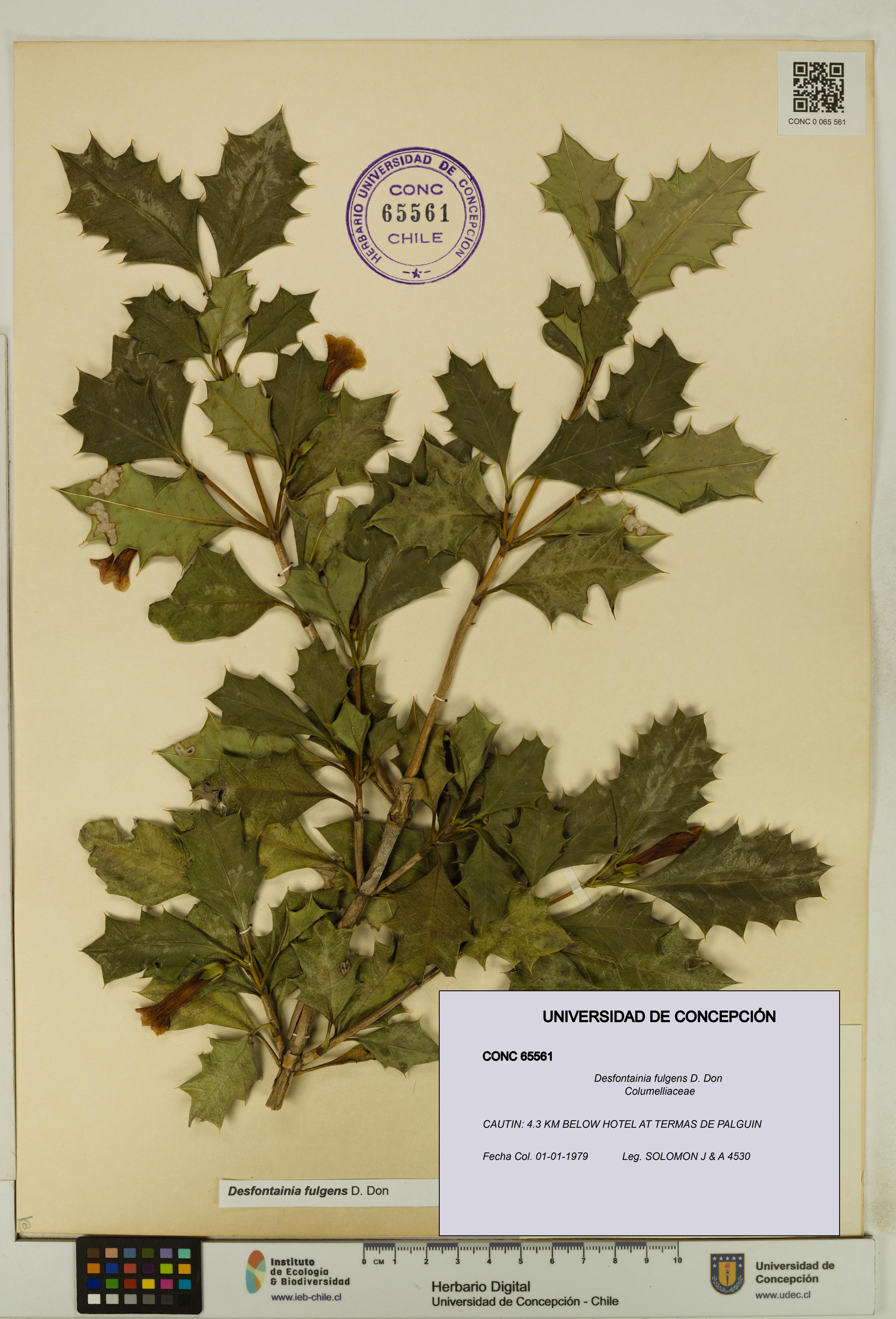 Desfontainia fulgens [Espécimen: UDEC:CONC:0065561]