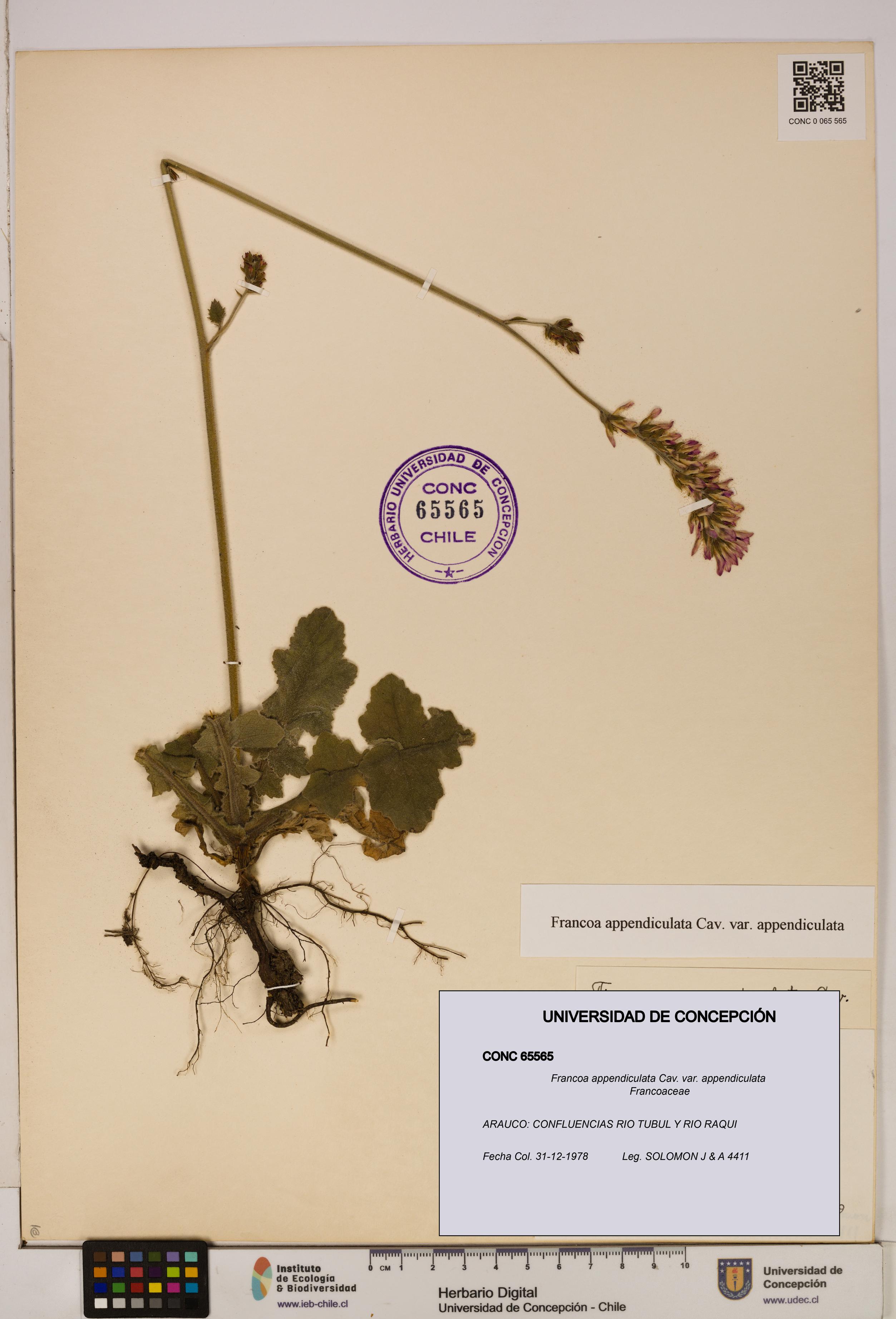 Francoa appendiculata [Espécimen: ]