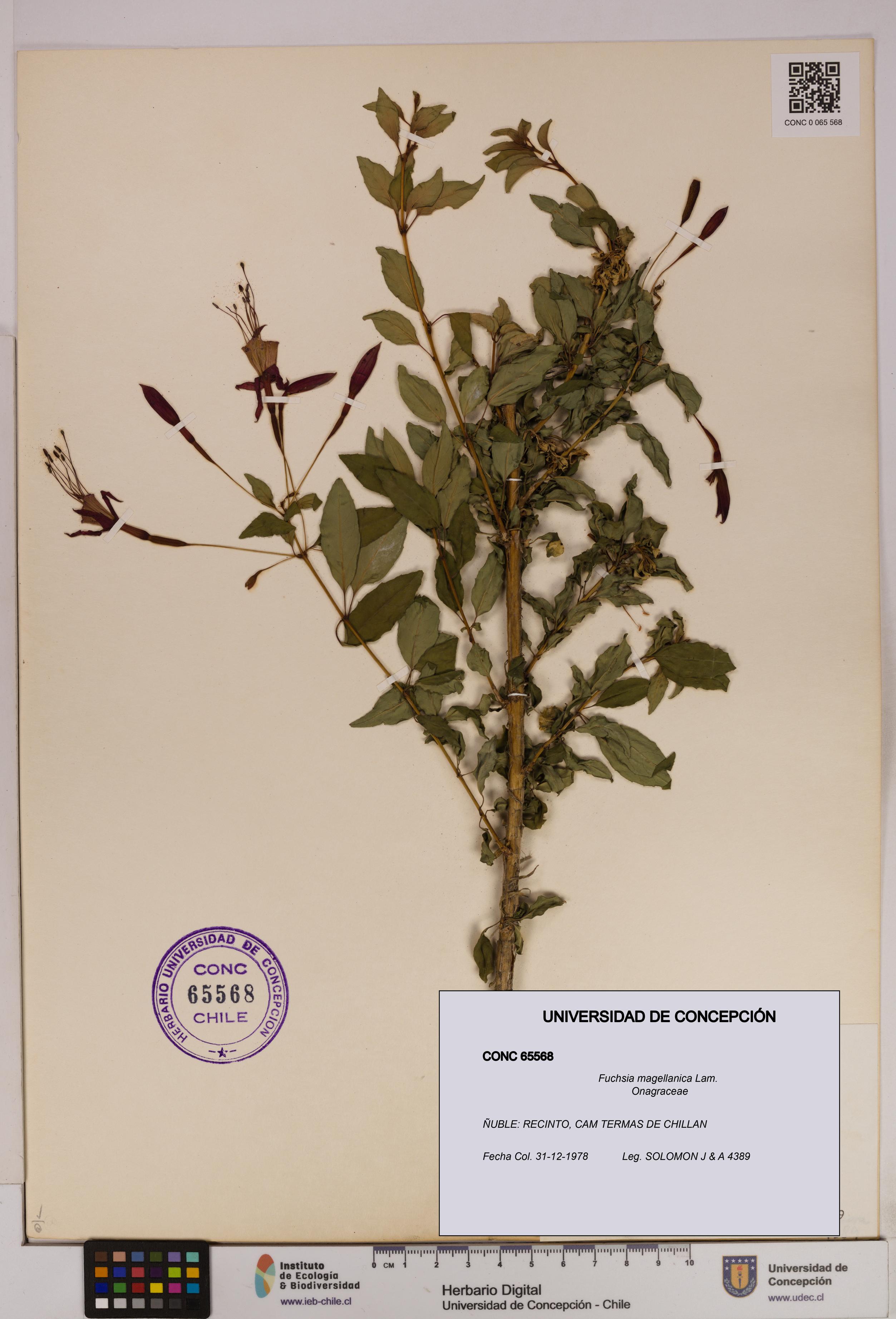 Fuchsia magellanica [Espécimen: UDEC:CONC:0065568]