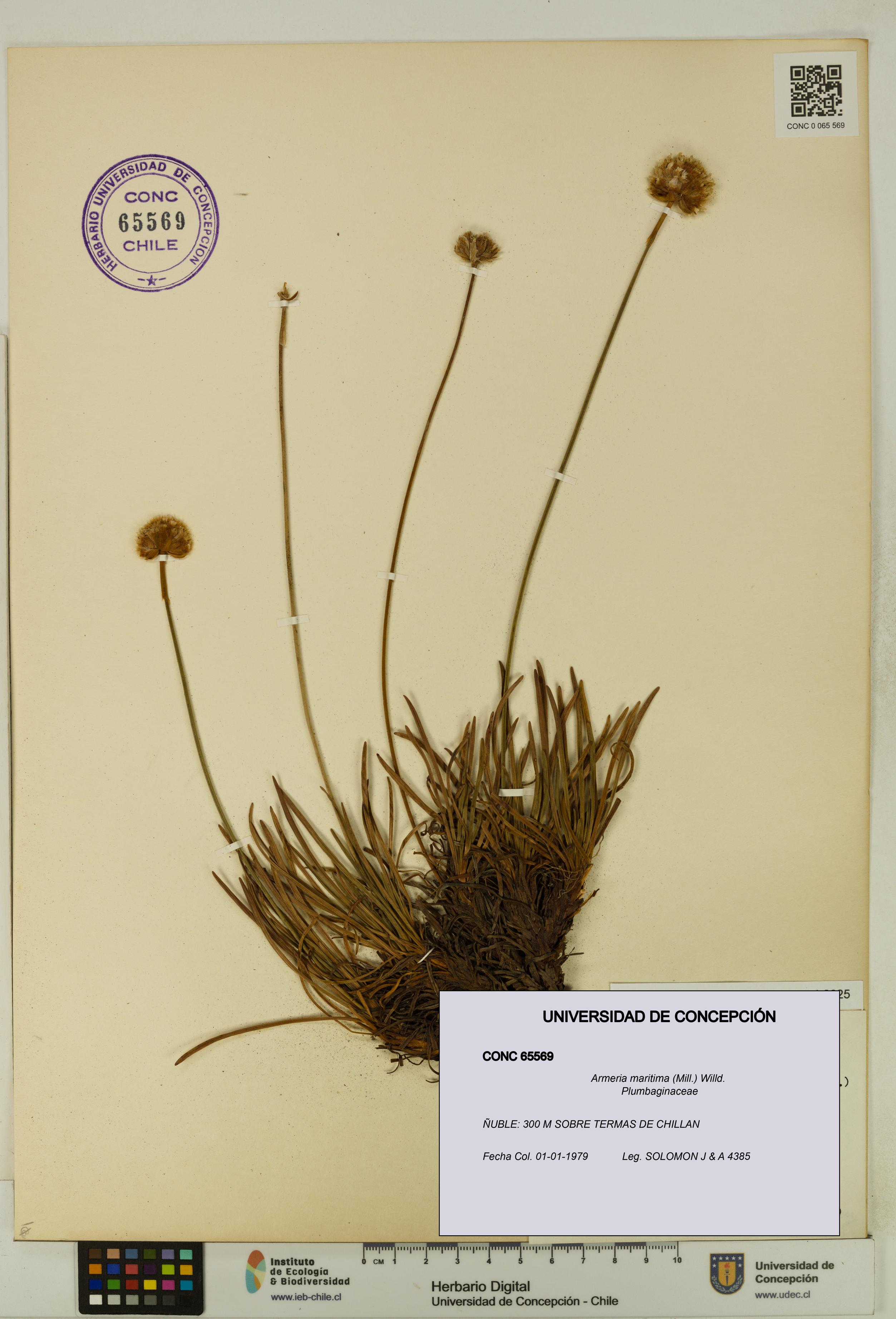 Armeria maritima [Espécimen: UDEC:CONC:0065569]