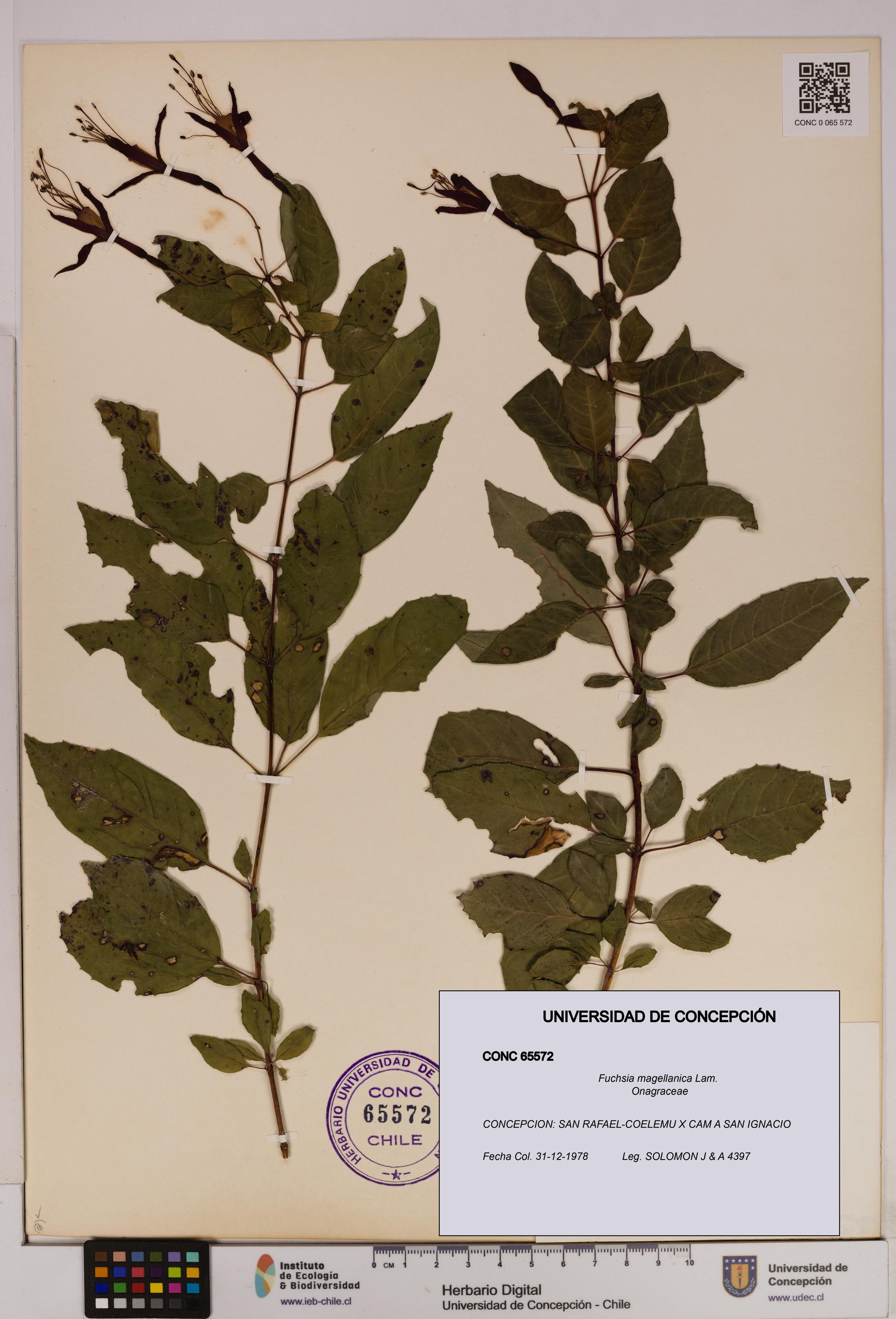 Fuchsia magellanica [Espécimen: UDEC:CONC:0065572]
