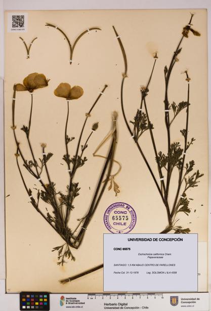 Eschscholzia californica [Espécimen: UDEC:CONC:0065575]