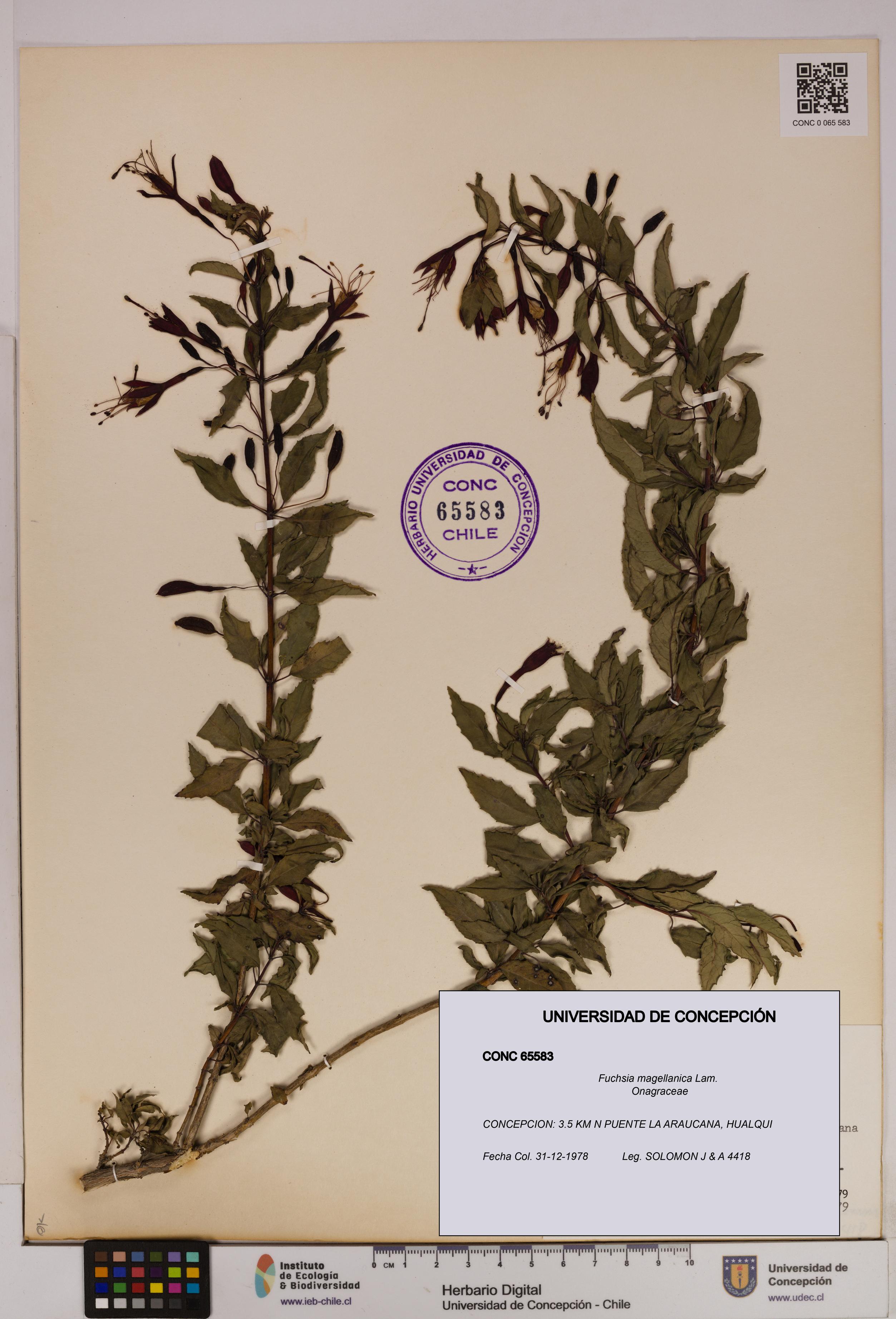 Fuchsia magellanica [Espécimen: UDEC:CONC:0065583]