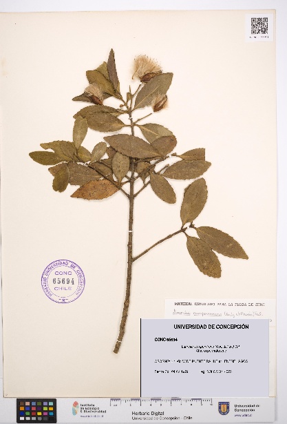 Laurelia sempervirens [Espécimen: UDEC:CONC:0065694]