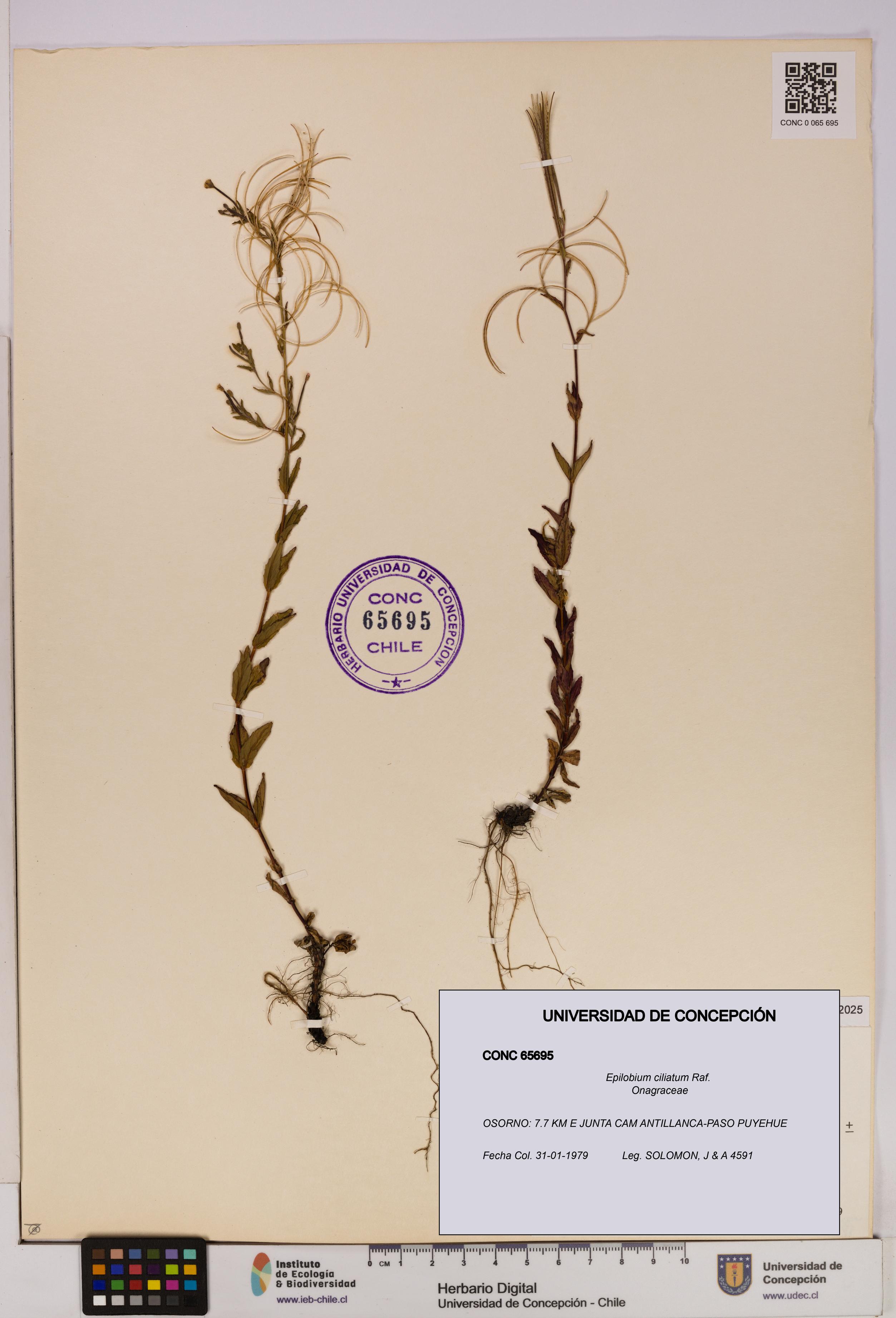 Epilobium ciliatum [Espécimen: UDEC:CONC:0065695]