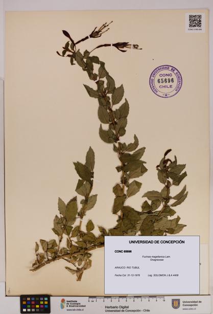 Fuchsia magellanica [Espécimen: UDEC:CONC:0065696]