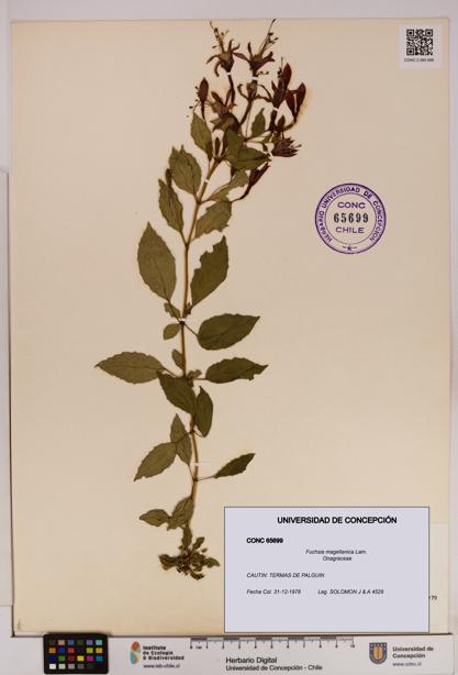 Fuchsia magellanica [Espécimen: UDEC:CONC:0065699]