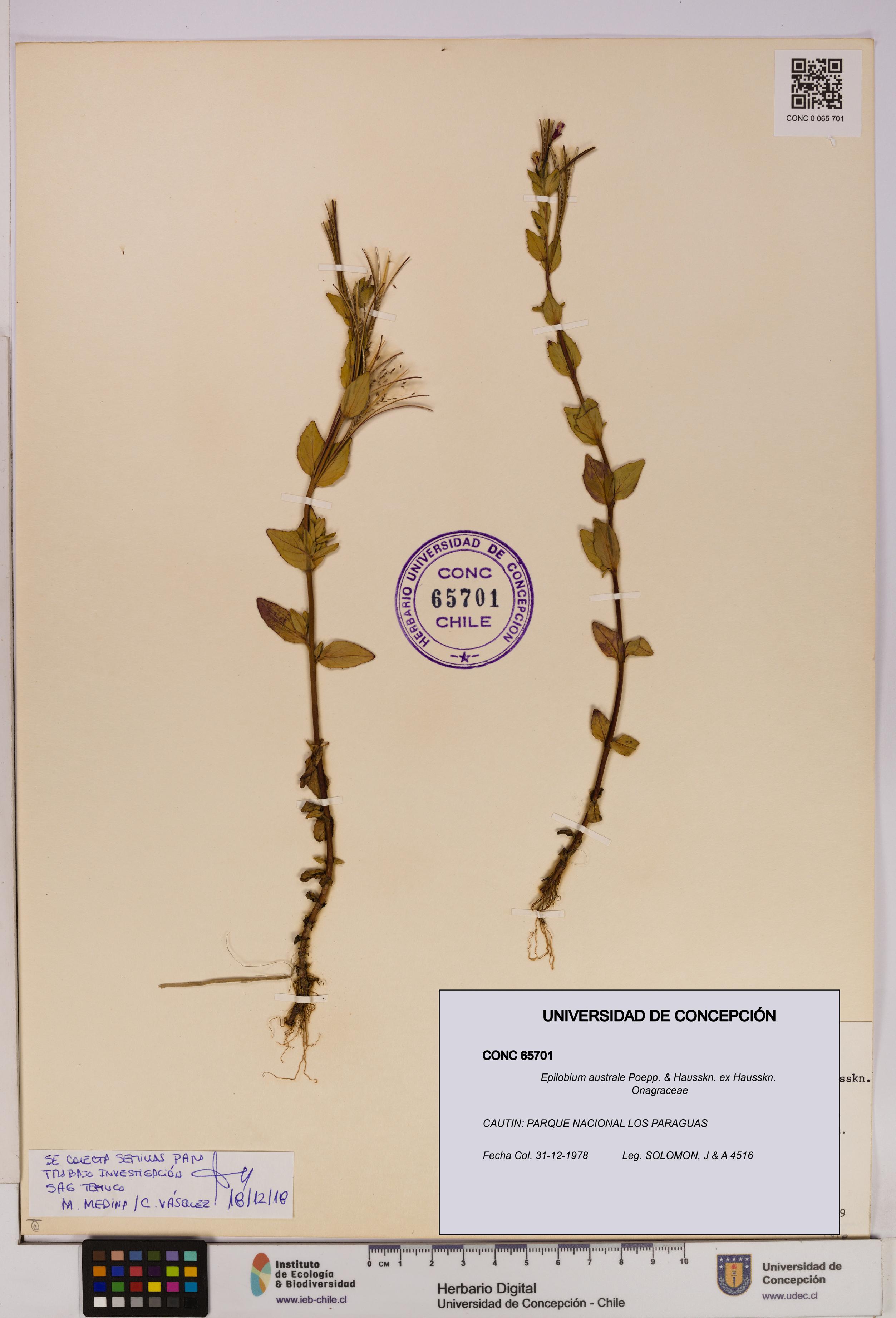 Epilobium australe [Espécimen: UDEC:CONC:0065701]