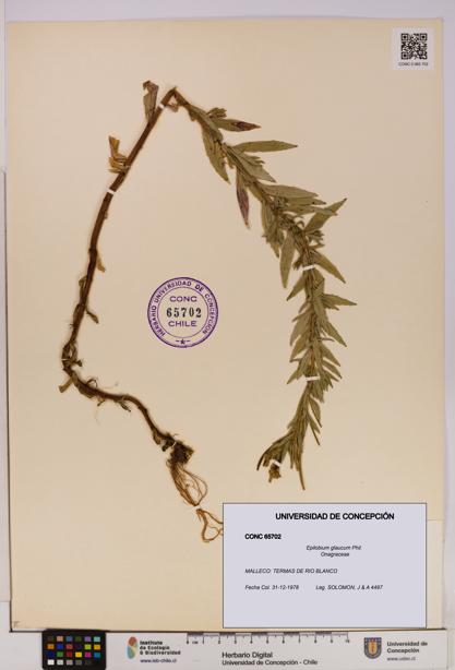 Epilobium glaucum [Espécimen: UDEC:CONC:0065702]
