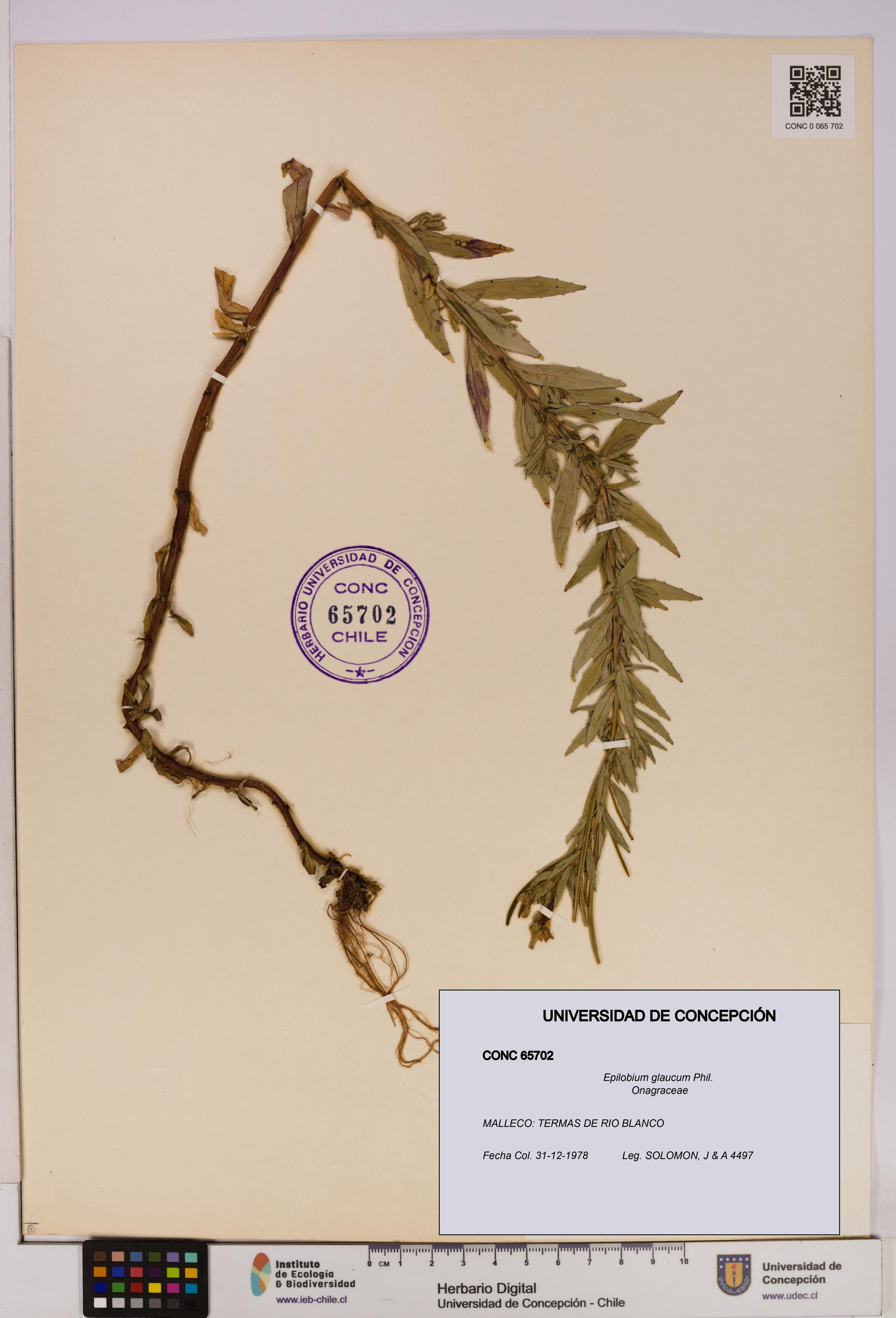 Epilobium glaucum [Espécimen: UDEC:CONC:0065702]