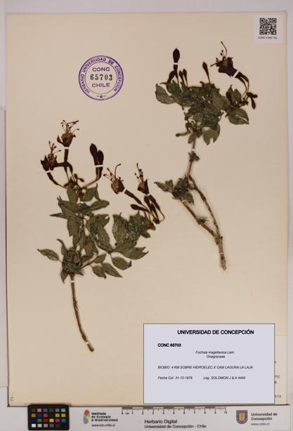 Fuchsia magellanica [Espécimen: UDEC:CONC:0065703]