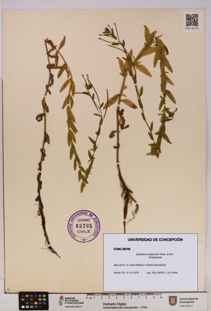 Epilobium puberulum [Espécimen: UDEC:CONC:0065705]