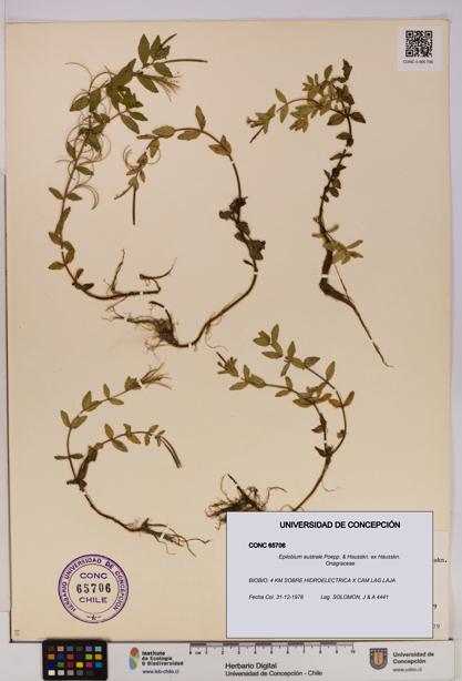 Epilobium australe [Espécimen: UDEC:CONC:0065706]