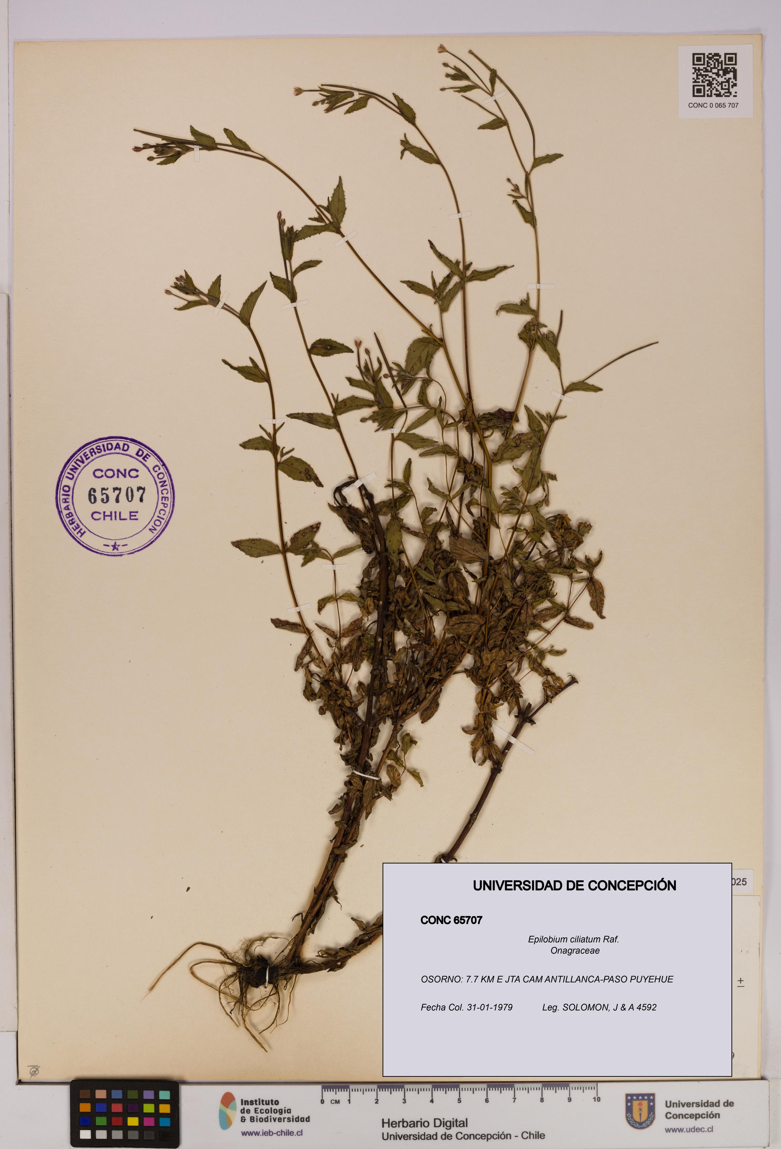 Epilobium ciliatum [Espécimen: UDEC:CONC:0065707]