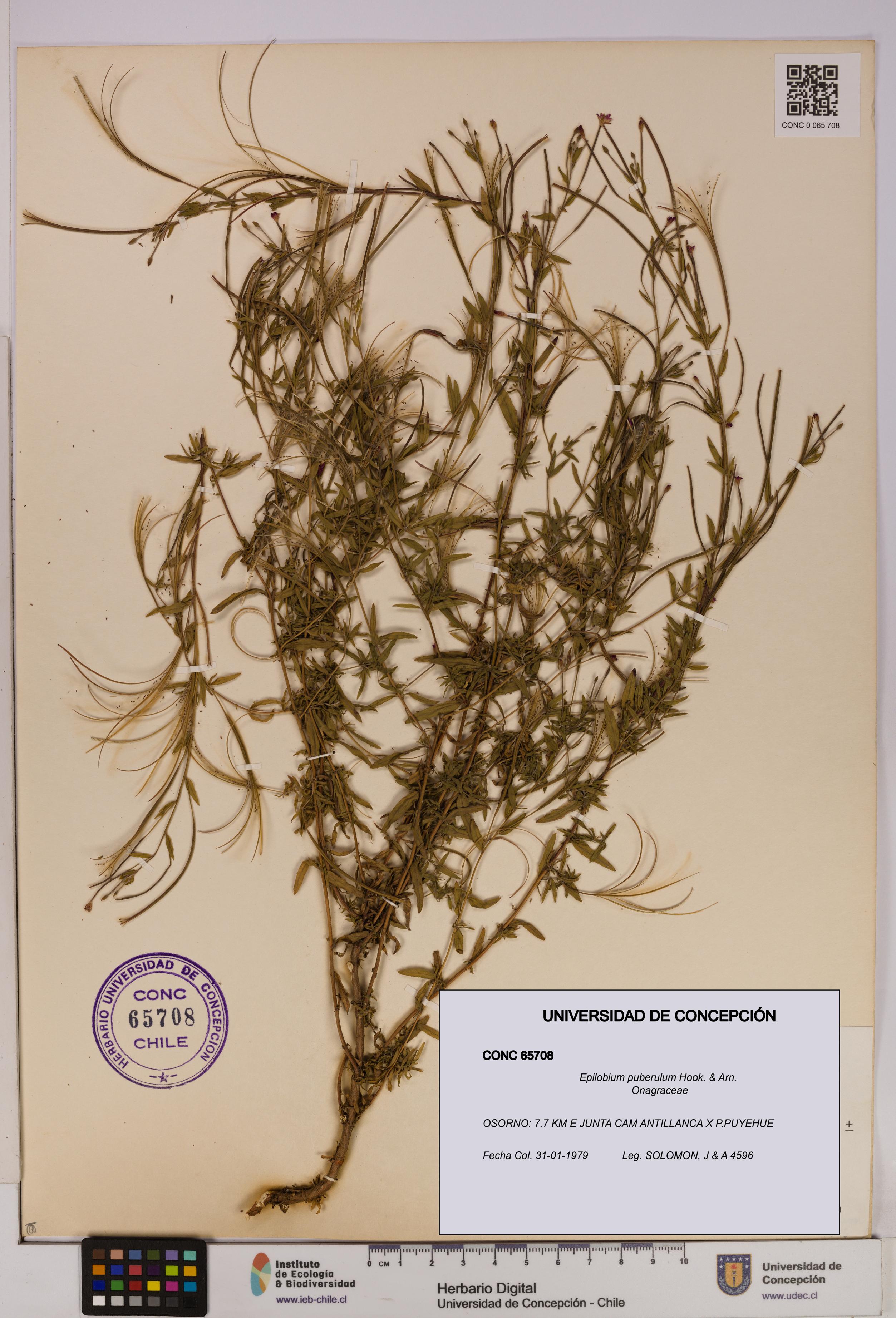 Epilobium puberulum [Espécimen: UDEC:CONC:0065708]
