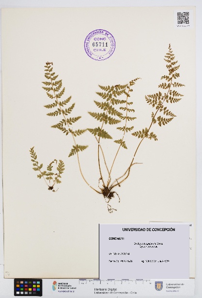Cystopteris apiiformis [Espécimen: UDEC:CONC:0065711]