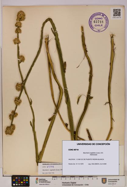 Baccharis sagittalis [Espécimen: UDEC:CONC:0065718]
