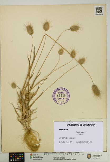 Lagurus ovatus [Espécimen: UDEC:CONC:0065719]