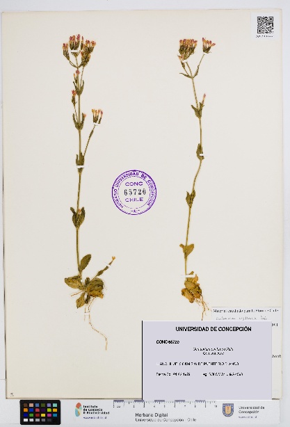 Centaurium erythraea [Espécimen: UDEC:CONC:0065720]