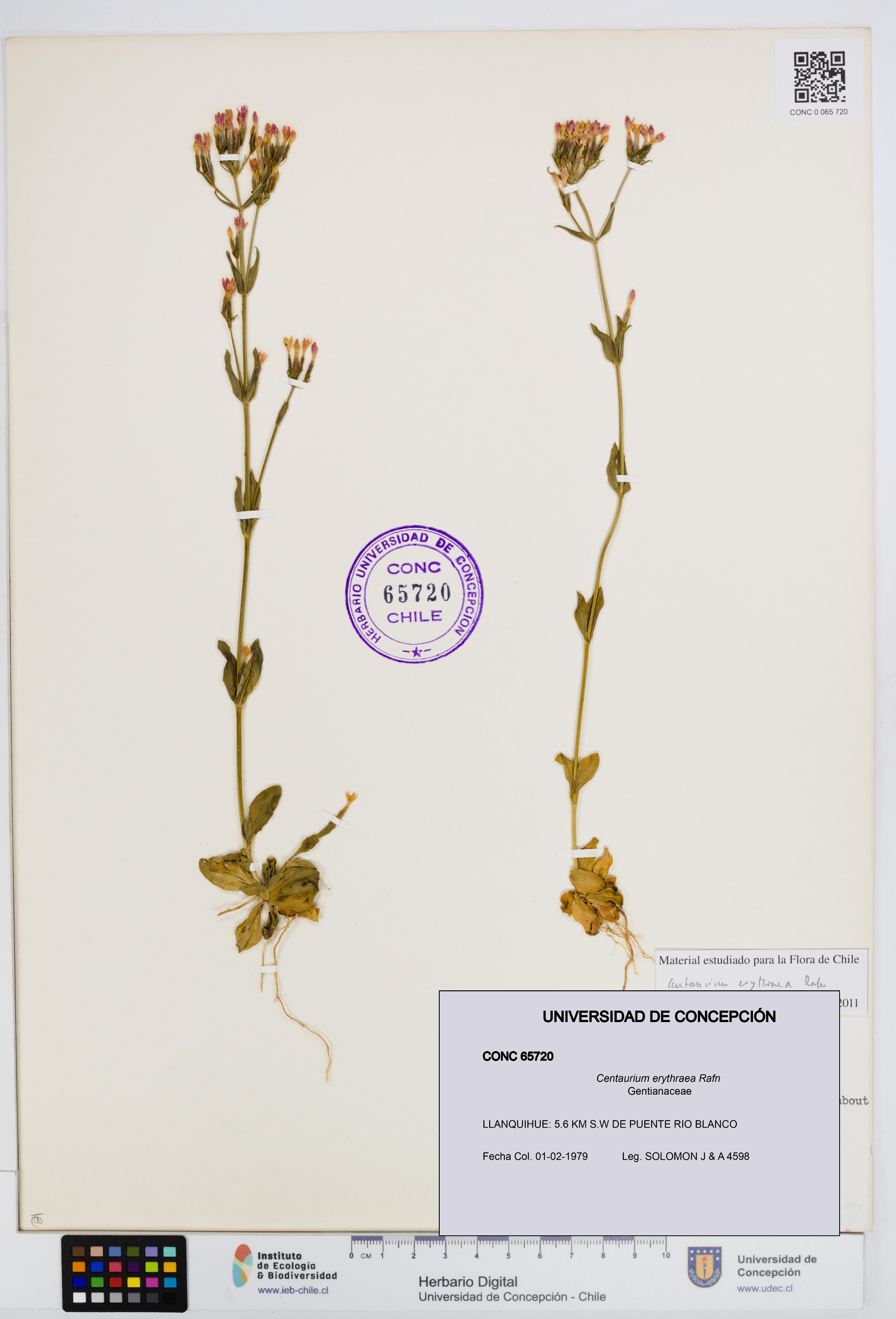 Centaurium erythraea [Espécimen: UDEC:CONC:0065720]