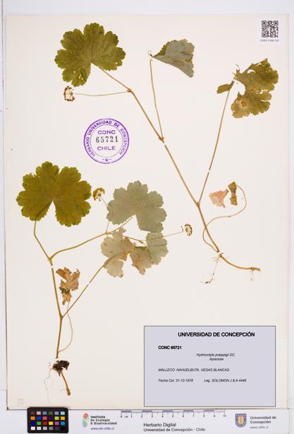 Hydrocotyle poeppigii [Espécimen: ]