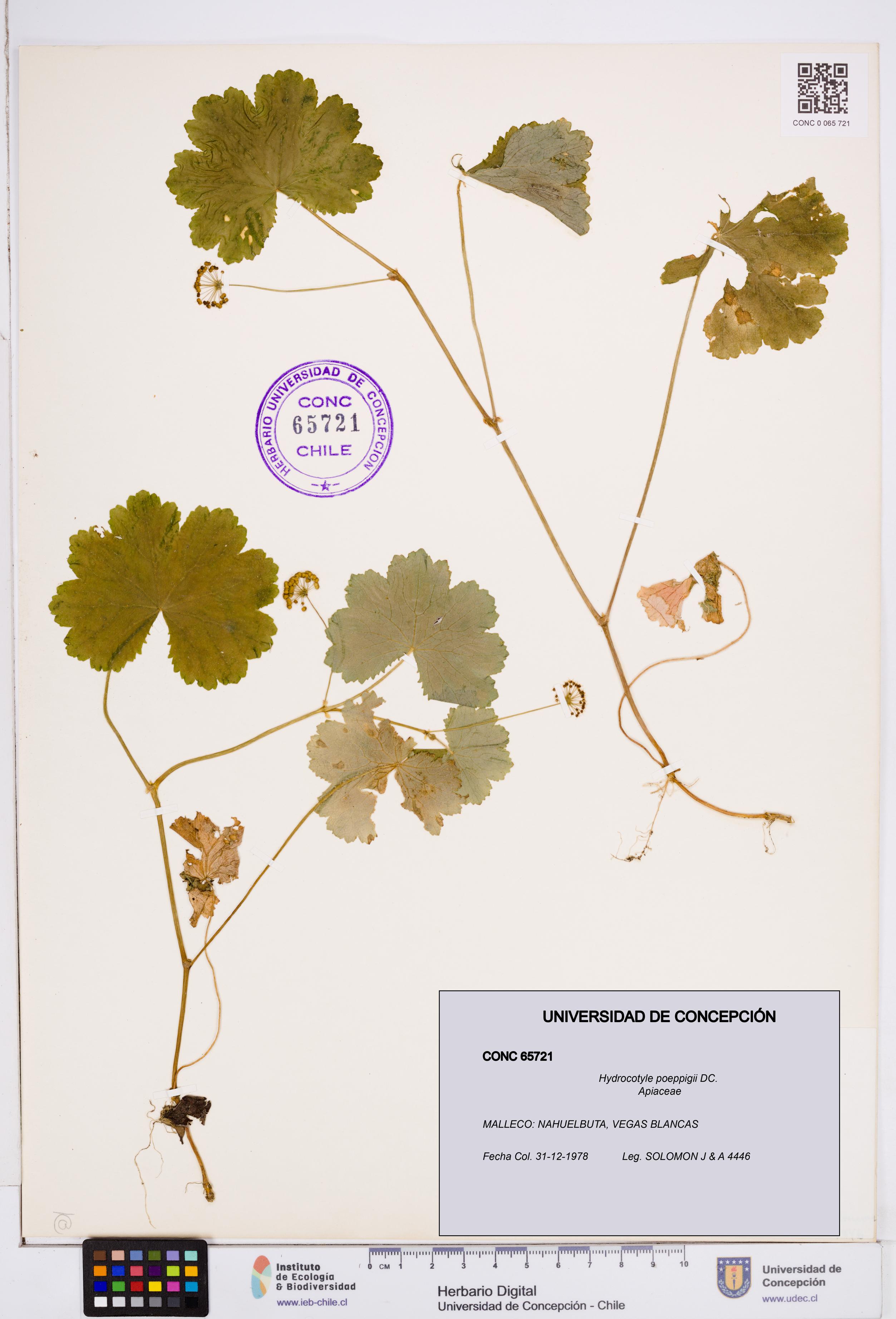 Hydrocotyle poeppigii [Espécimen: ]