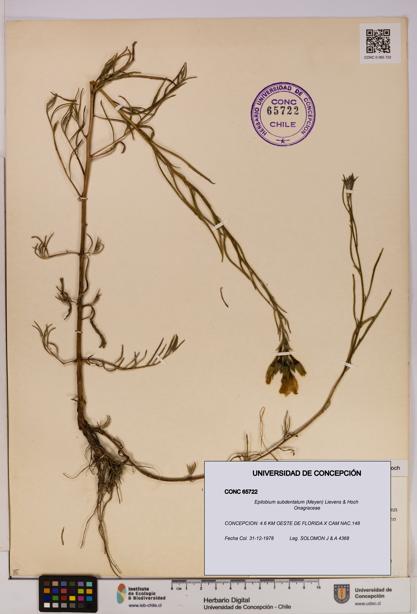 Epilobium subdentatum [Espécimen: UDEC:CONC:0065722]