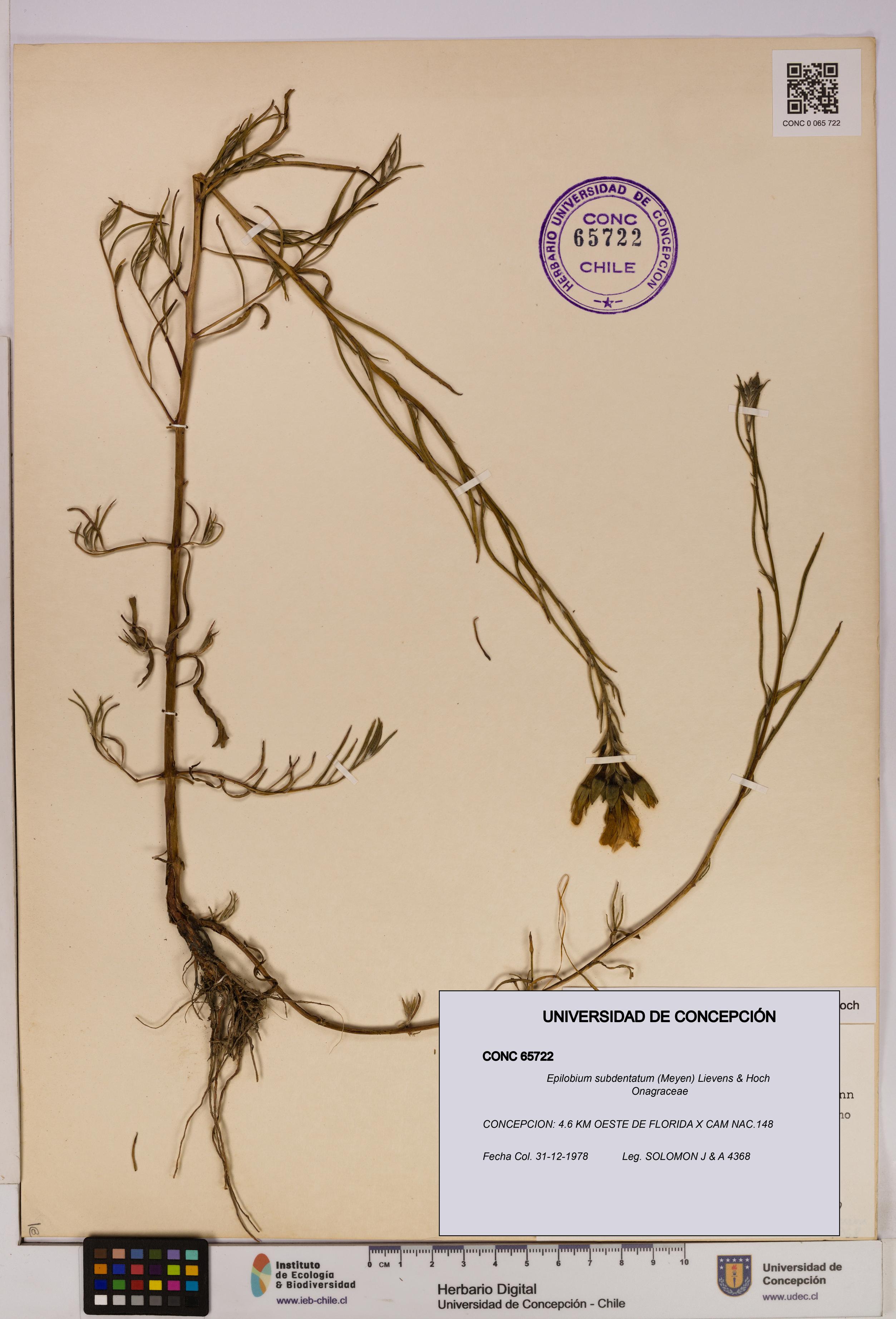 Epilobium subdentatum [Espécimen: UDEC:CONC:0065722]