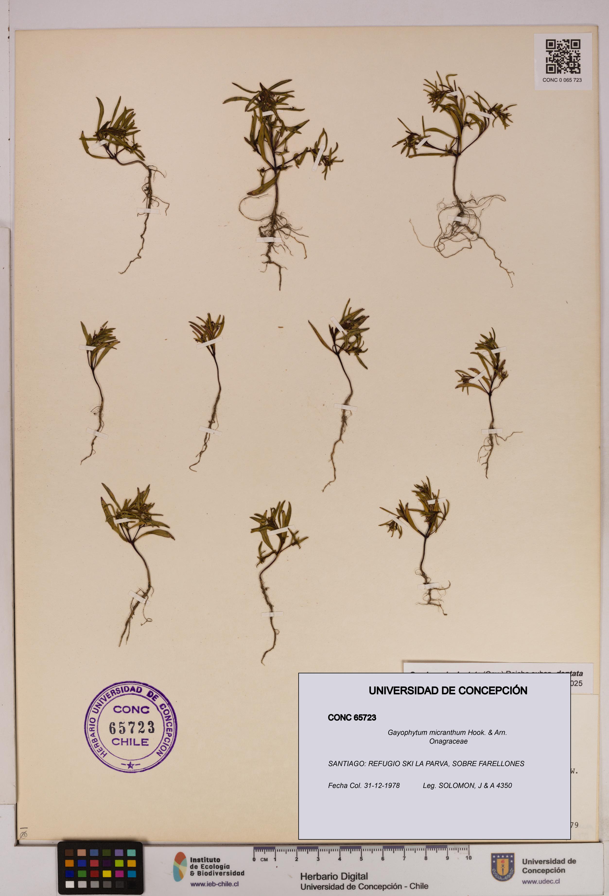 Gayophytum micranthum [Espécimen: UDEC:CONC:0065723]