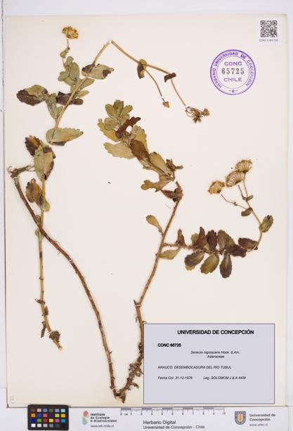 Senecio nigrescens [Espécimen: ]