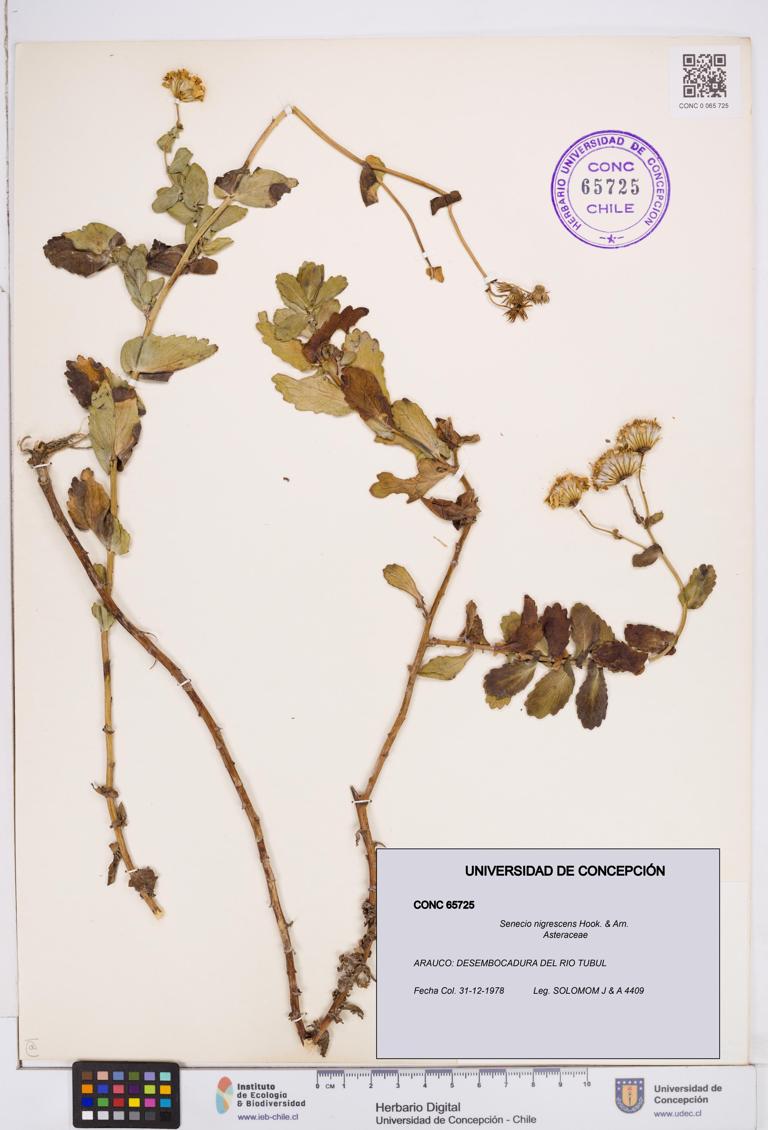 Senecio nigrescens [Espécimen: ]