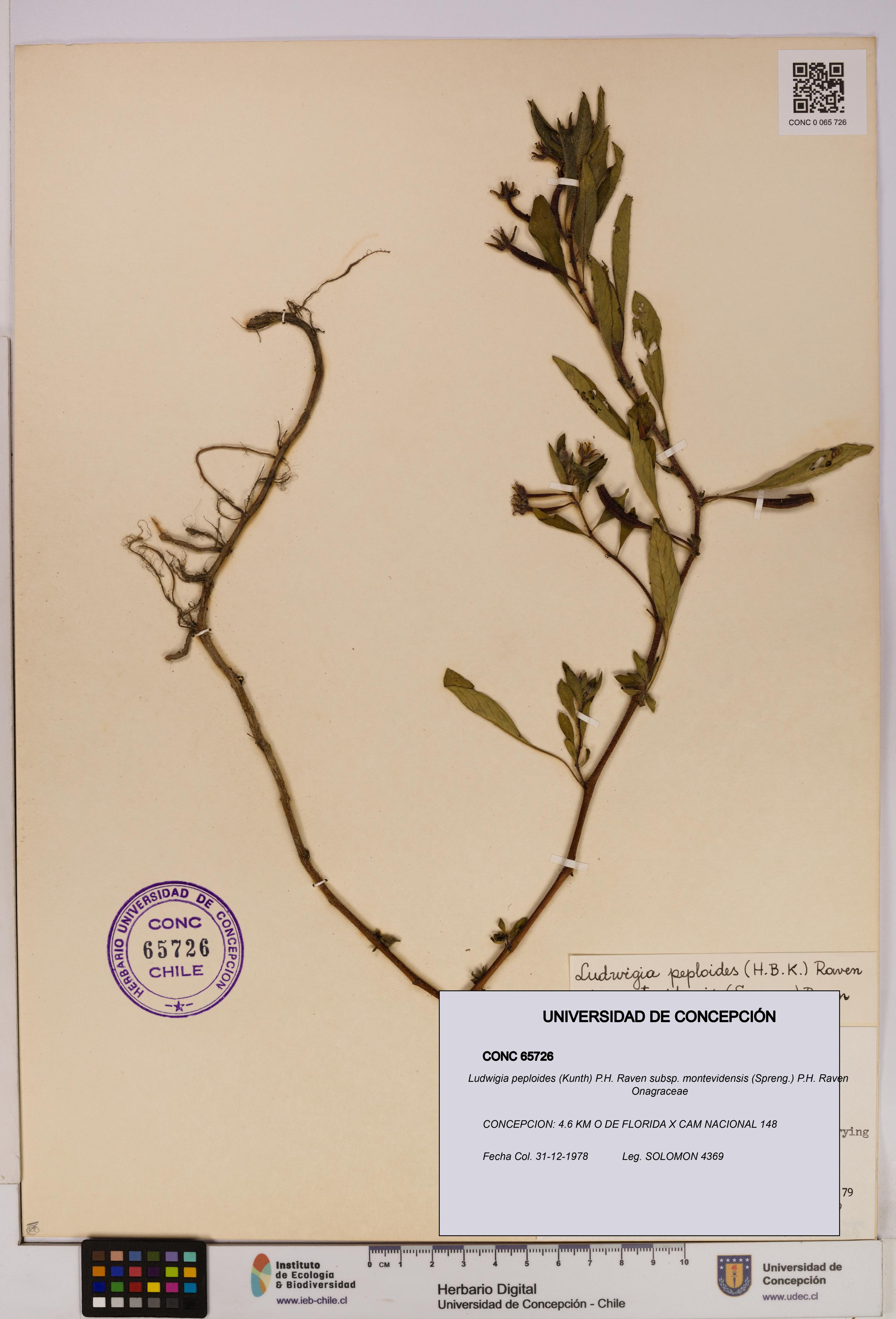 Ludwigia peploides subsp. montevidensis [Espécimen: UDEC:CONC:0065726]
