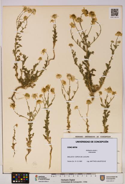 Anthemis cotula [Espécimen: UDEC:CONC:0065730]