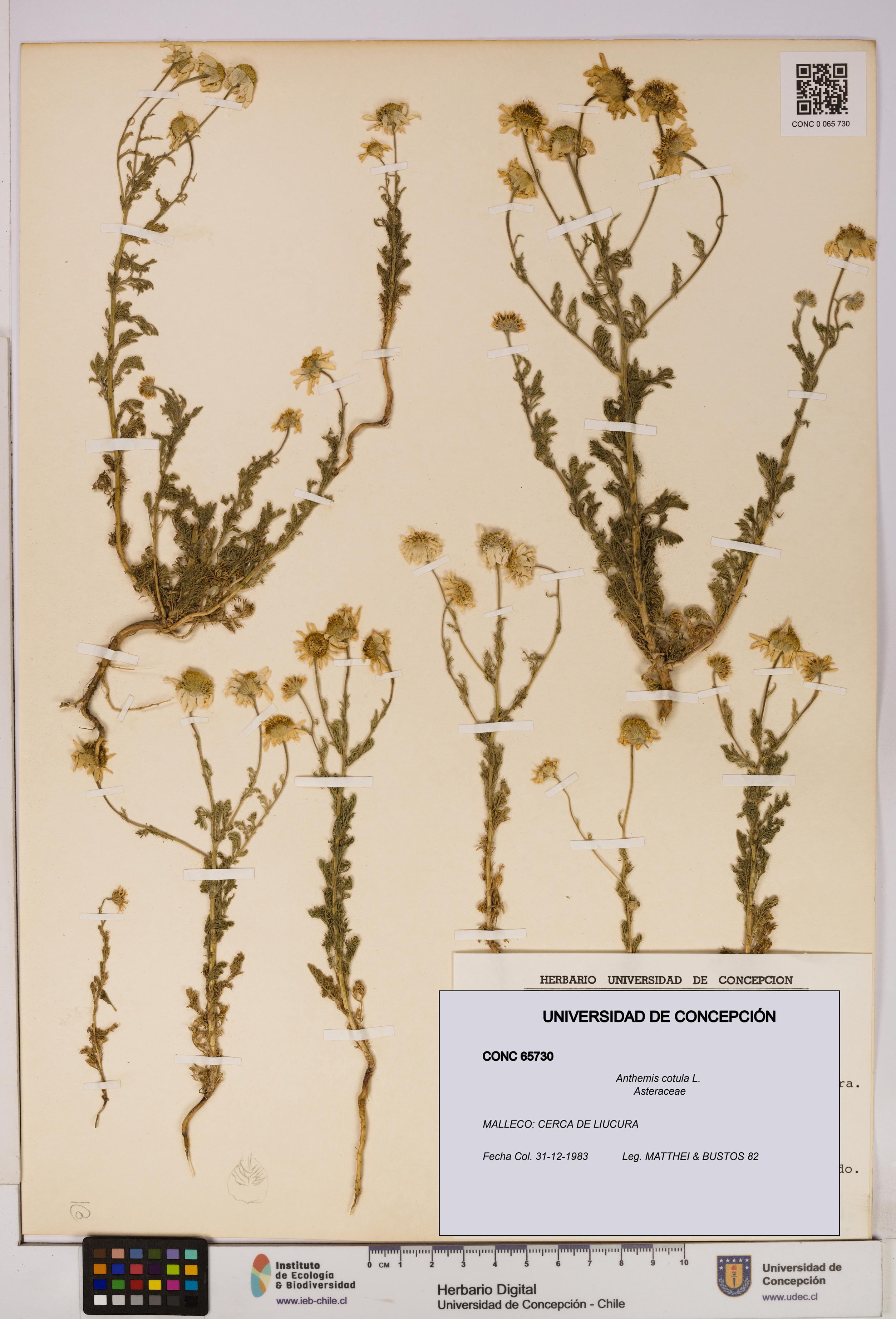 Anthemis cotula [Espécimen: UDEC:CONC:0065730]
