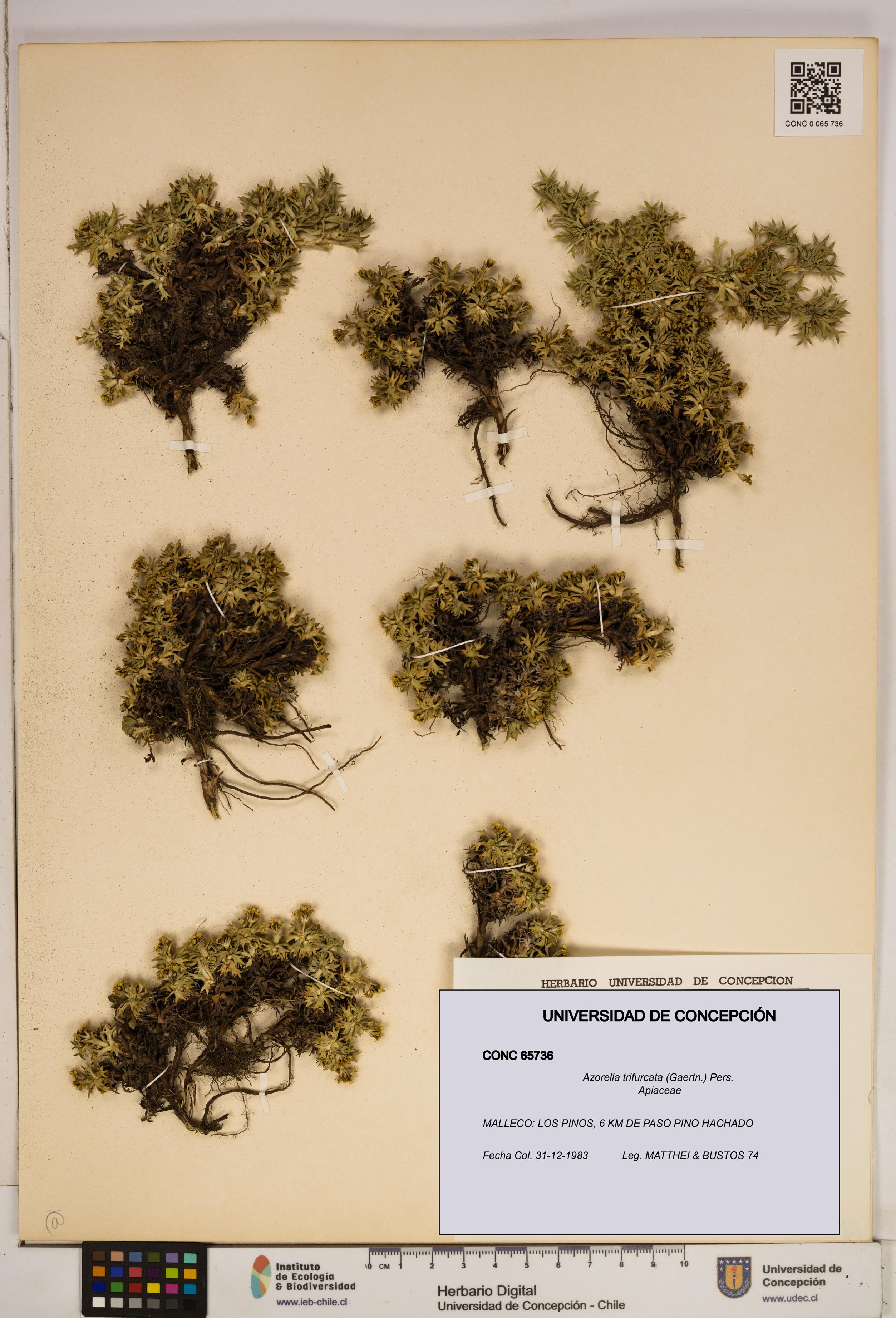 Azorella trifurcata [Espécimen: ]