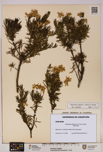 Chiliotrichum diffusum [Espécimen: UDEC:CONC:0065738]