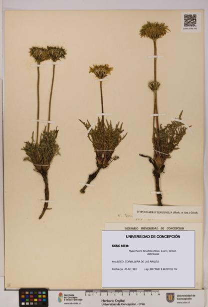 Hypochaeris tenuifolia [Espécimen: UDEC:CONC:0065746]