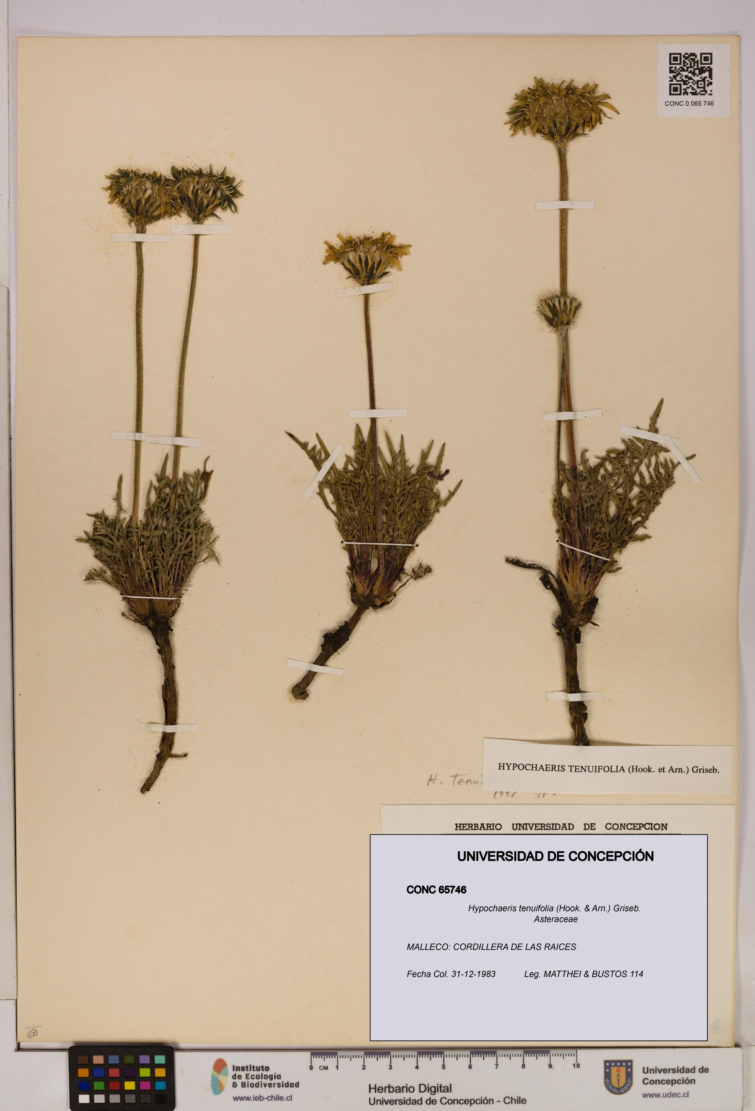 Hypochaeris tenuifolia [Espécimen: UDEC:CONC:0065746]