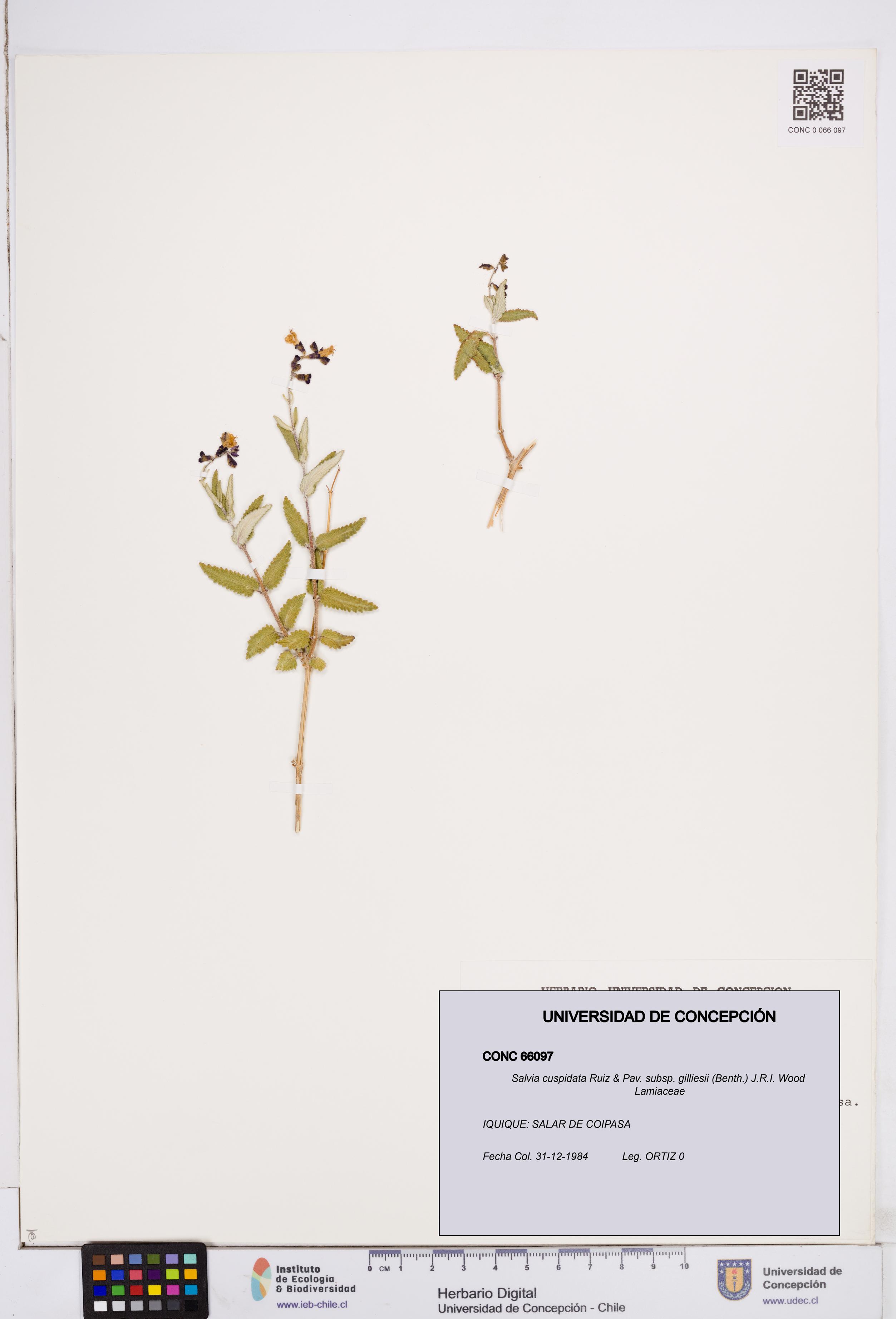 Salvia cuspidata subsp. gilliesii [Espécimen: ]